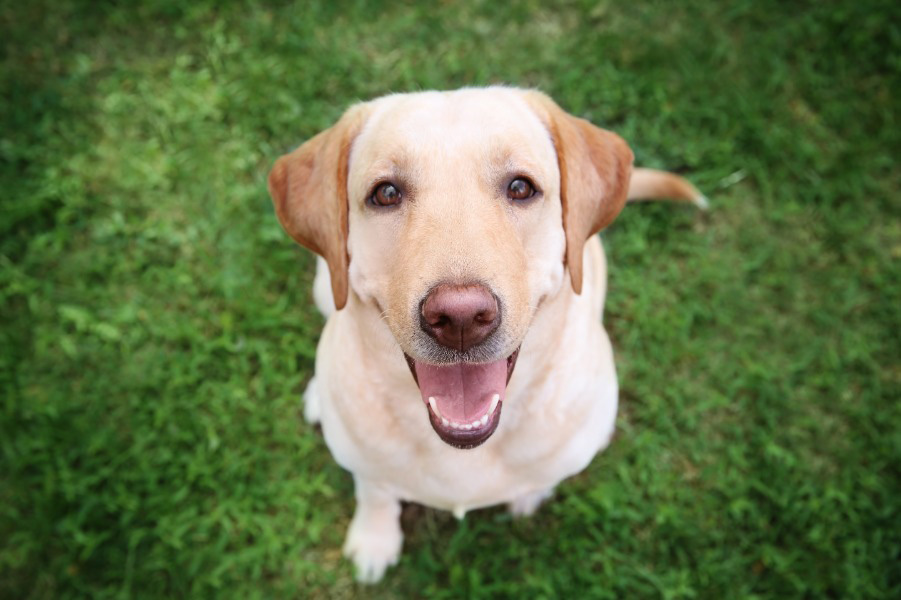 You are currently viewing Hunde auf dem Platz